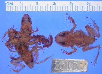 Media type: image; Herpetology A-2512